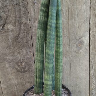 Sansevieria Cylindrica (x4-5) 35cm Straight Medium