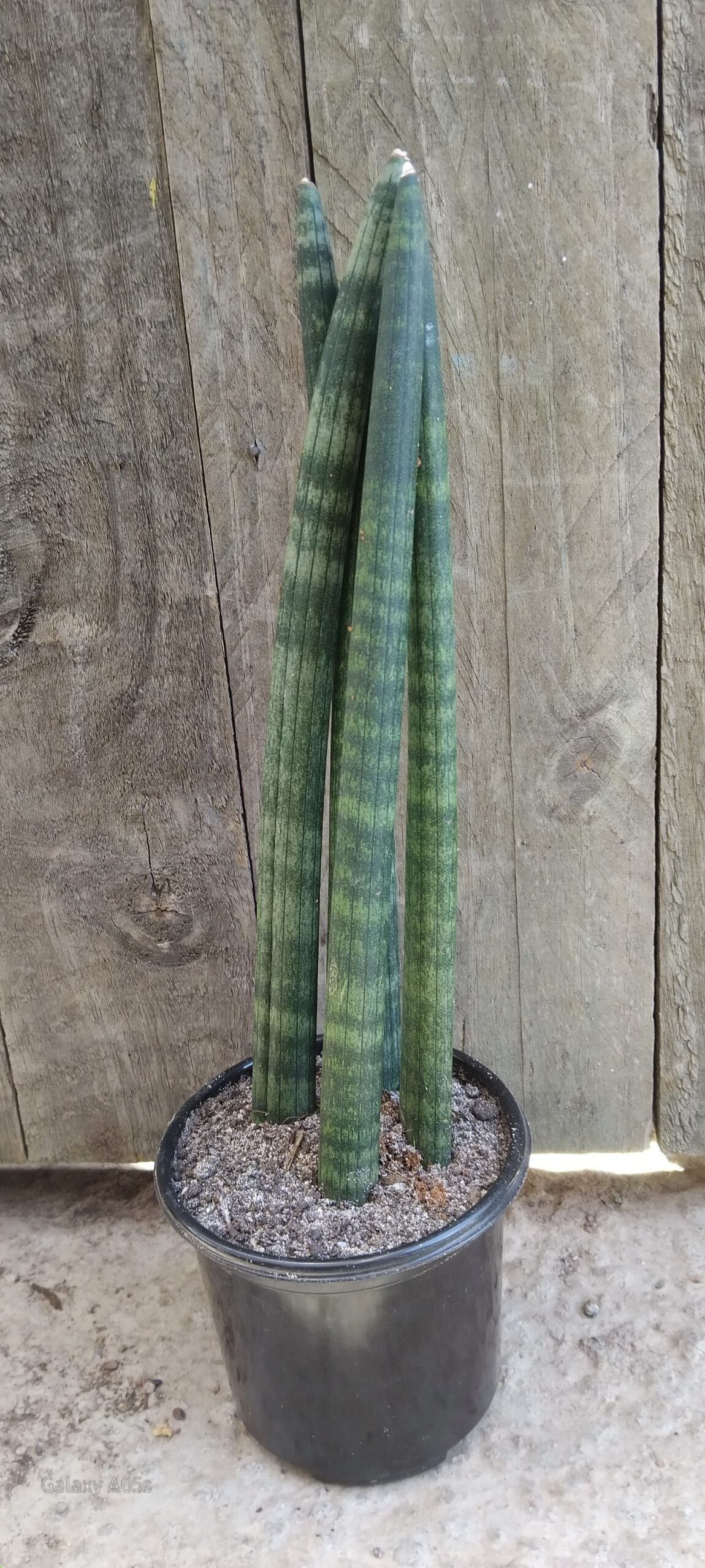Sansevieria Cylindrica (x4-5) 35cm Straight Medium