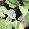 Syngonium Pink