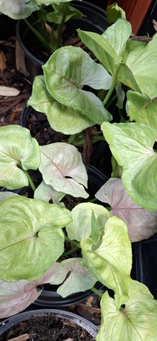 Syngonium Pink