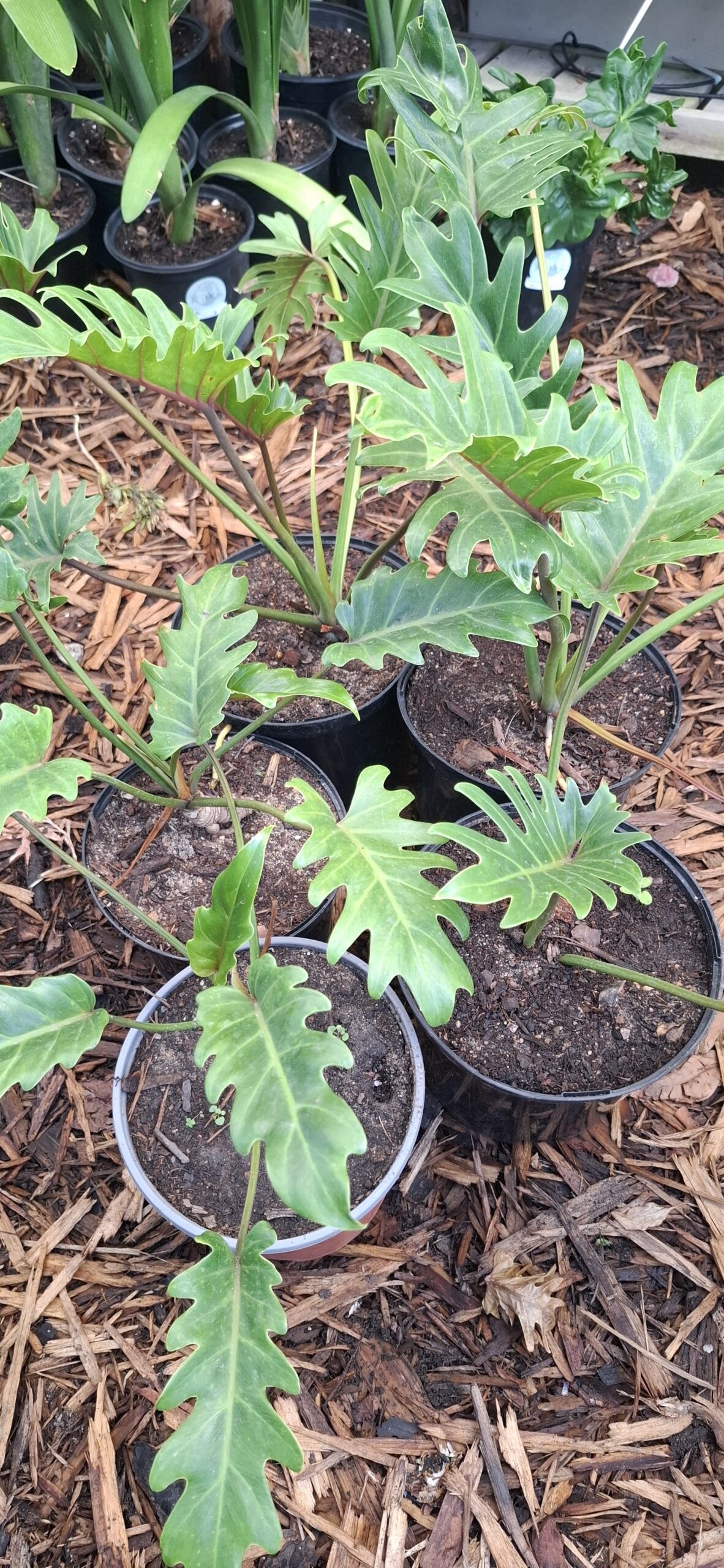 Philodendron Xanadu - Image 2