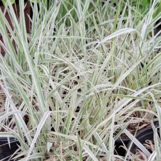 PHALARIS ARUNDINACEA Ribbon Grass - Strawberries & Cream 3L