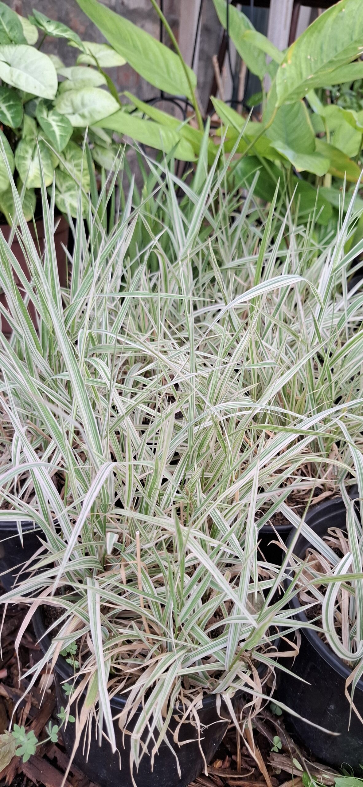 PHALARIS ARUNDINACEA Ribbon Grass - Strawberries & Cream 3L