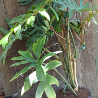 Philodendron pedatum mayoi - 23cm