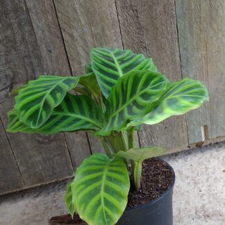 Calathea zebrina - 14cm