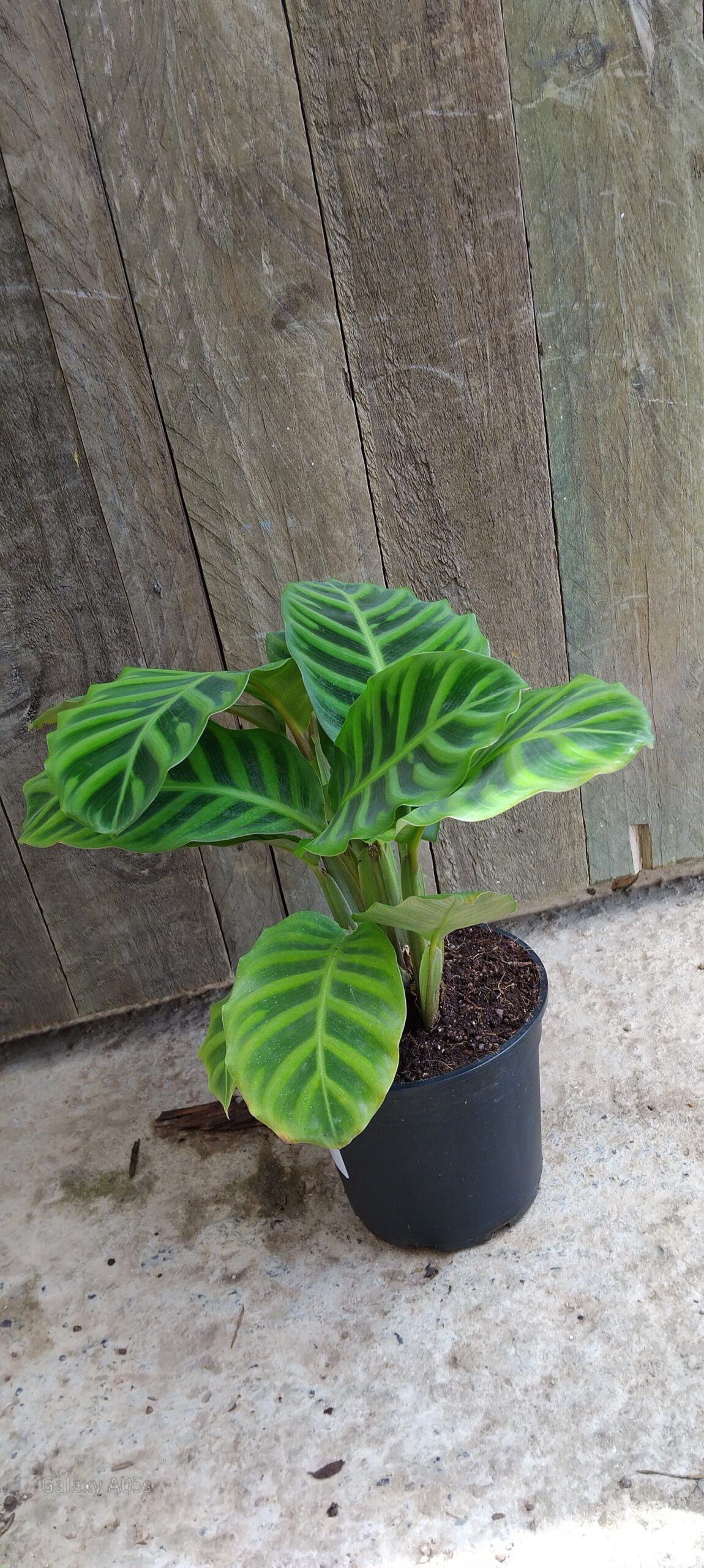 Calathea zebrina - 14cm
