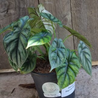 Alocasia baginda - 14cm
