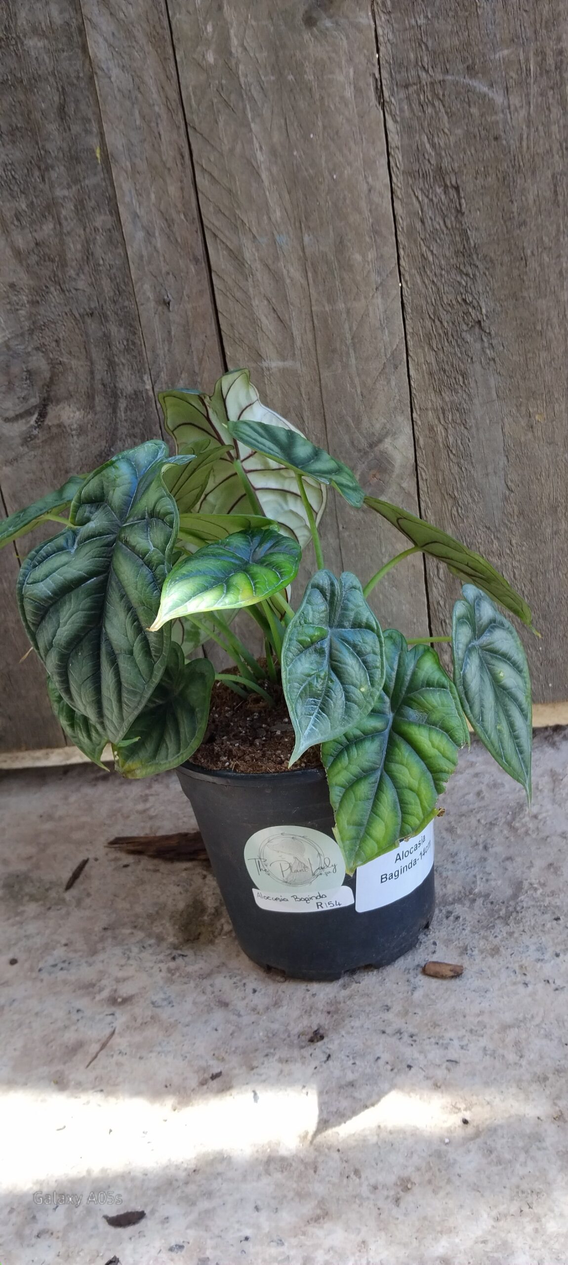 Alocasia baginda - 14cm