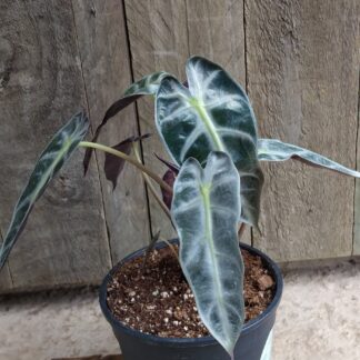 Alocasia amazonica bambino - 14cm