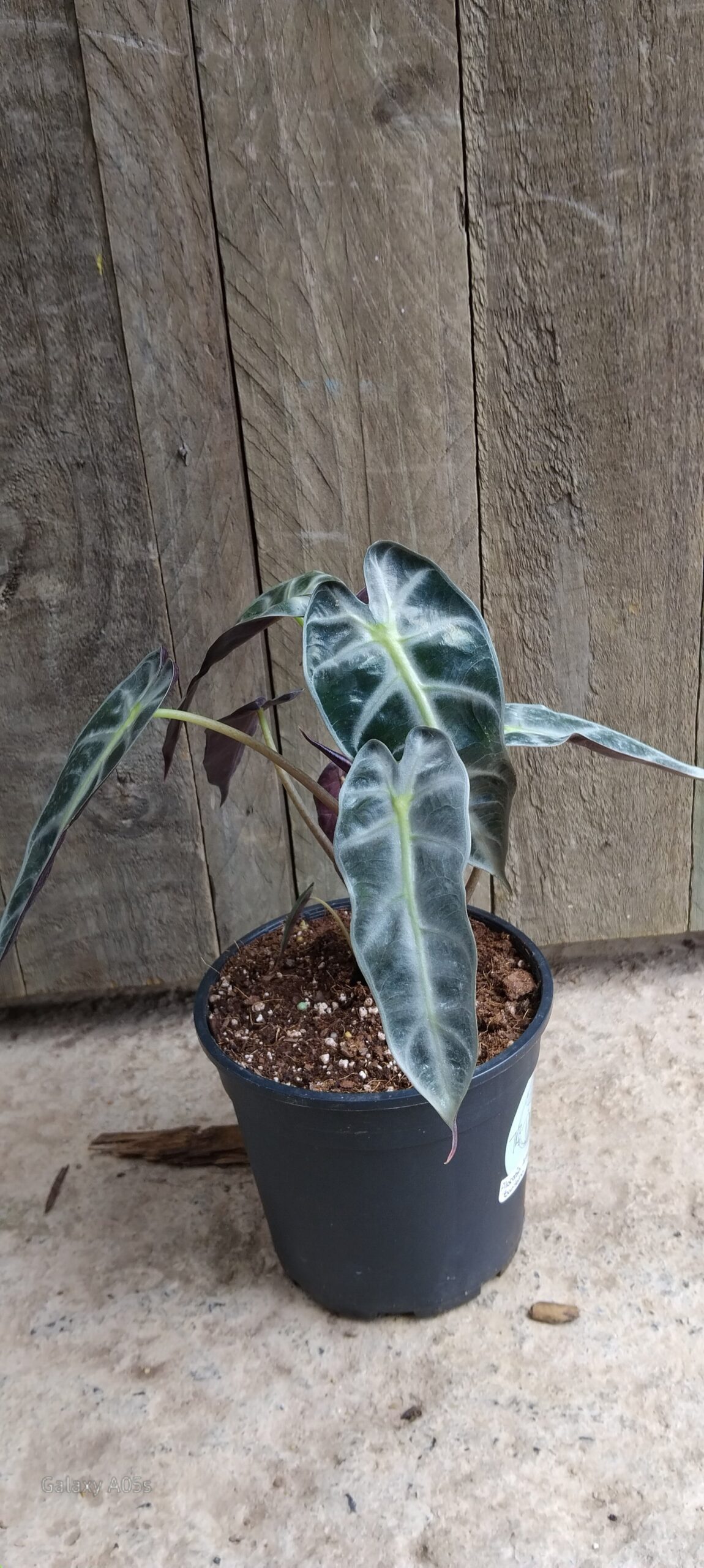 Alocasia amazonica bambino - 14cm
