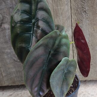 Alocasia cuprea 'Red Secret' - 14cm