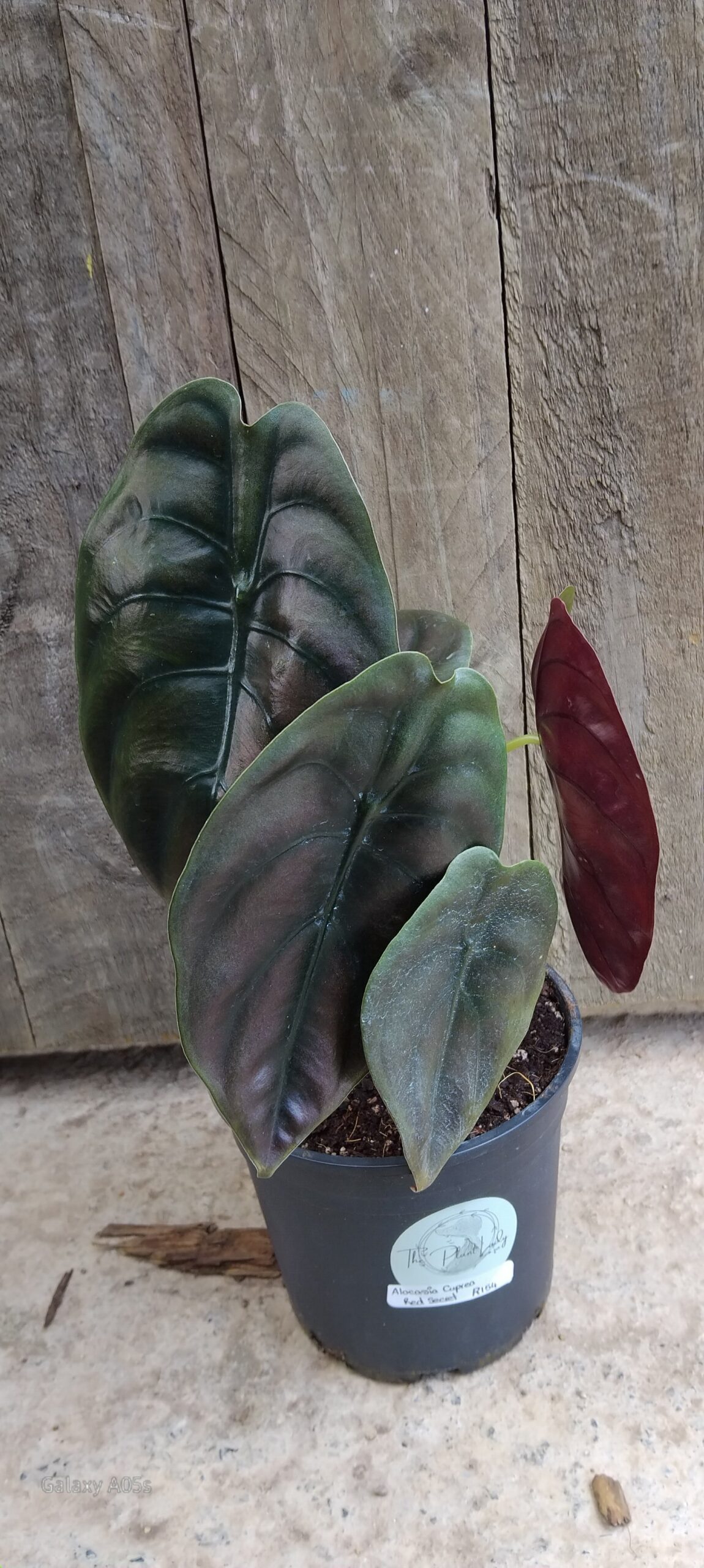 Alocasia cuprea 'Red Secret' - 14cm