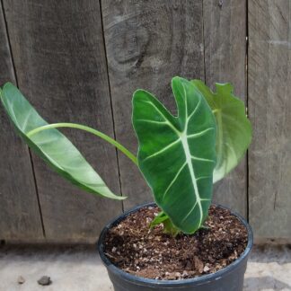 Alocasia Frydek - 14cm