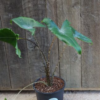Alocasia zebrina - 14cm