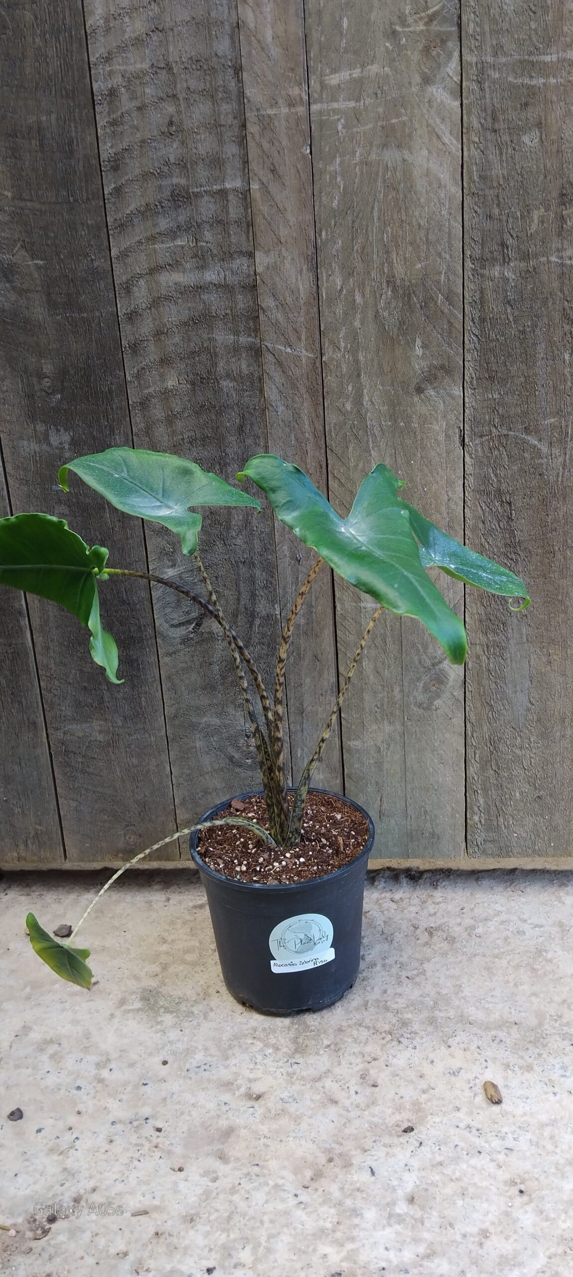 Alocasia zebrina - 14cm