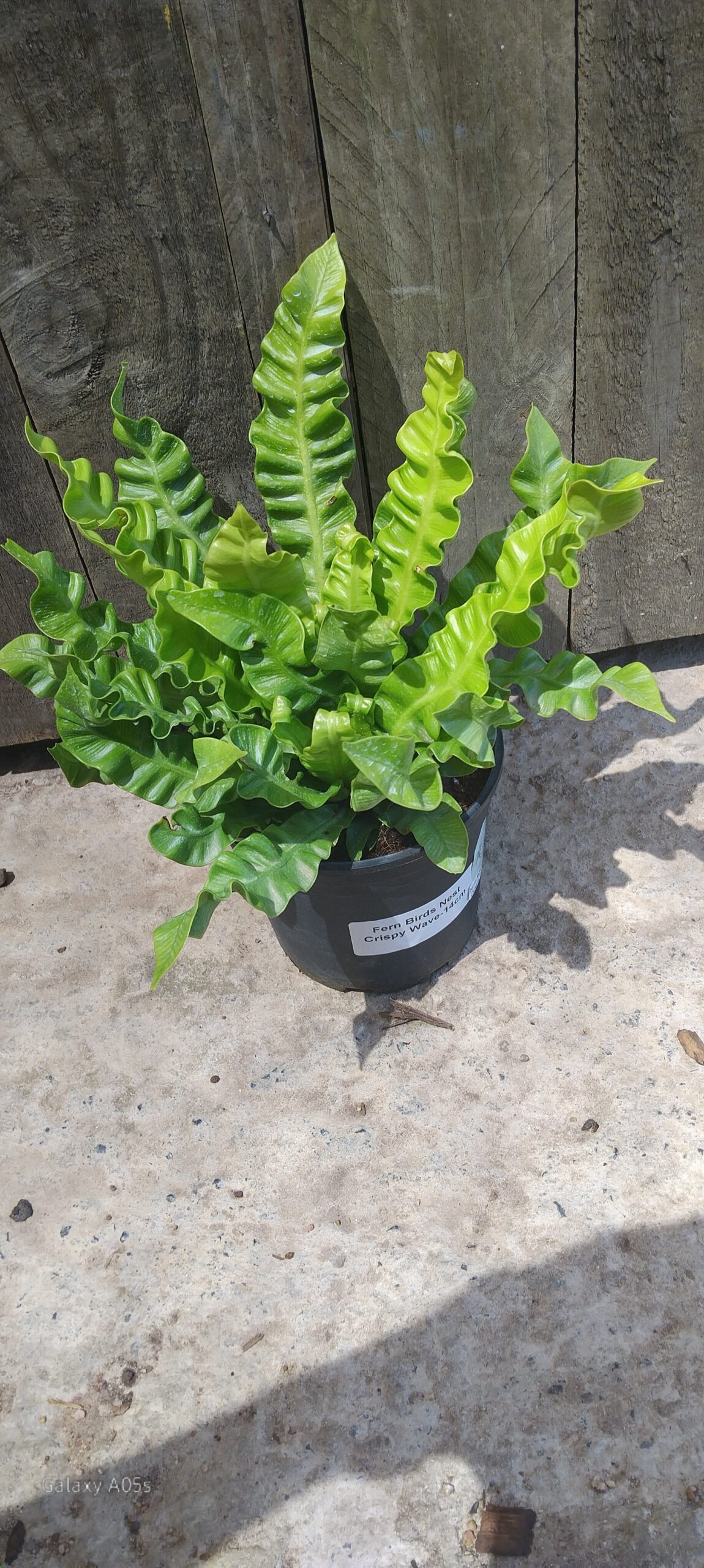 Fern birds nest crispy wave - 14cm