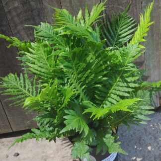 Fern blechnum silver lady - 14cm