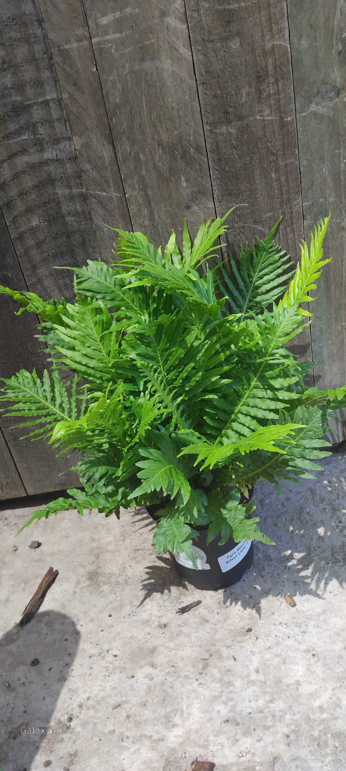 Fern blechnum silver lady - 14cm
