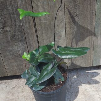 Fern heart leaf - 14cm