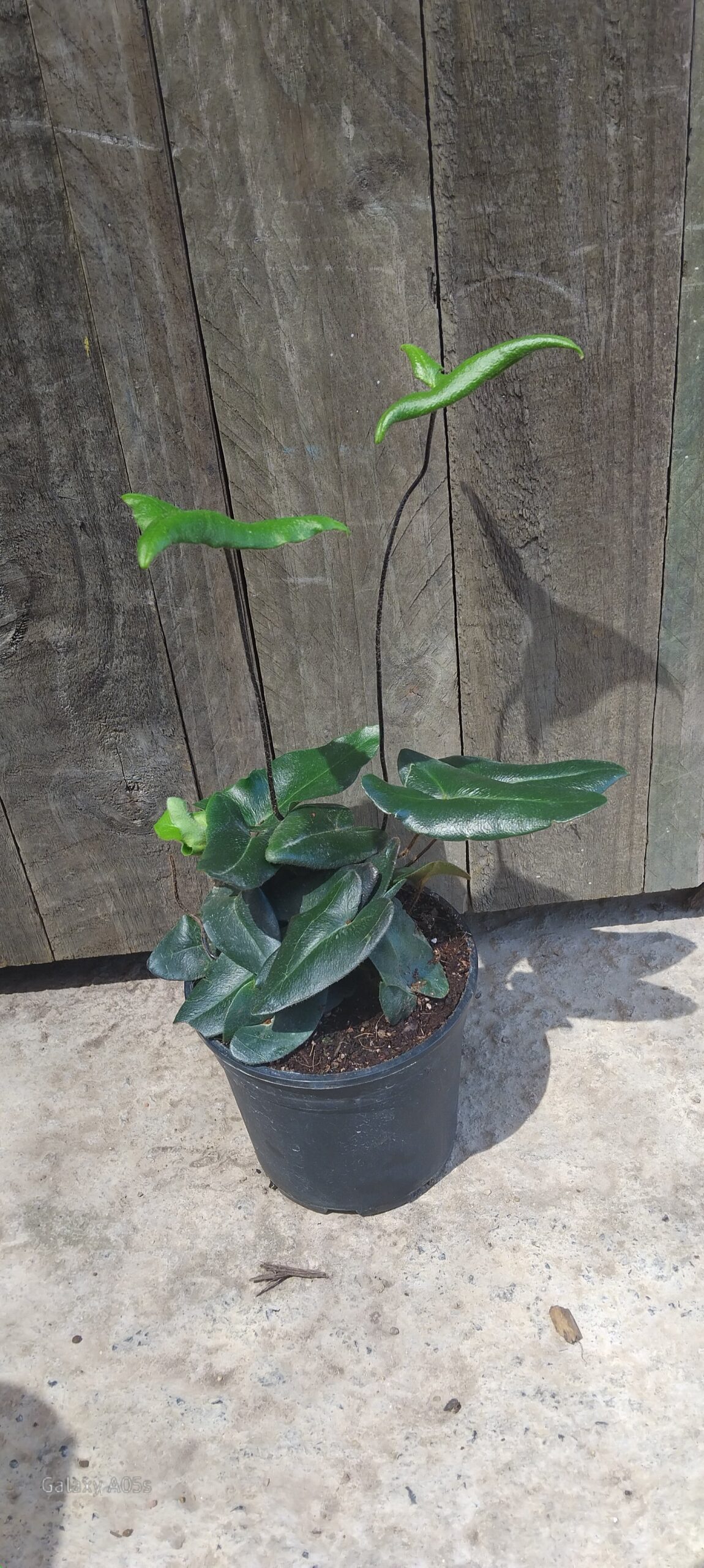 Fern heart leaf - 14cm