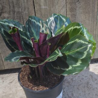 Calathea roseopicta medallion - 14cm