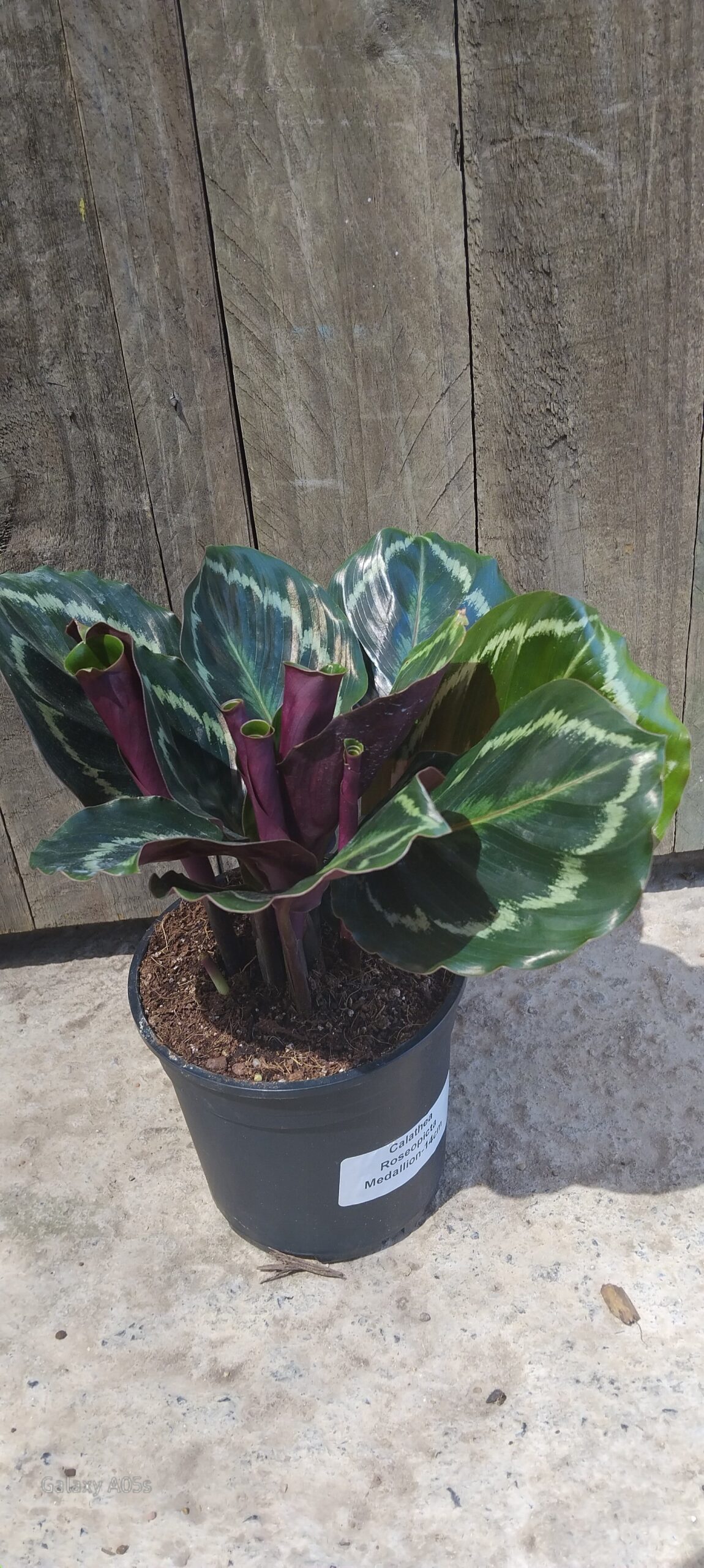 Calathea roseopicta medallion - 14cm