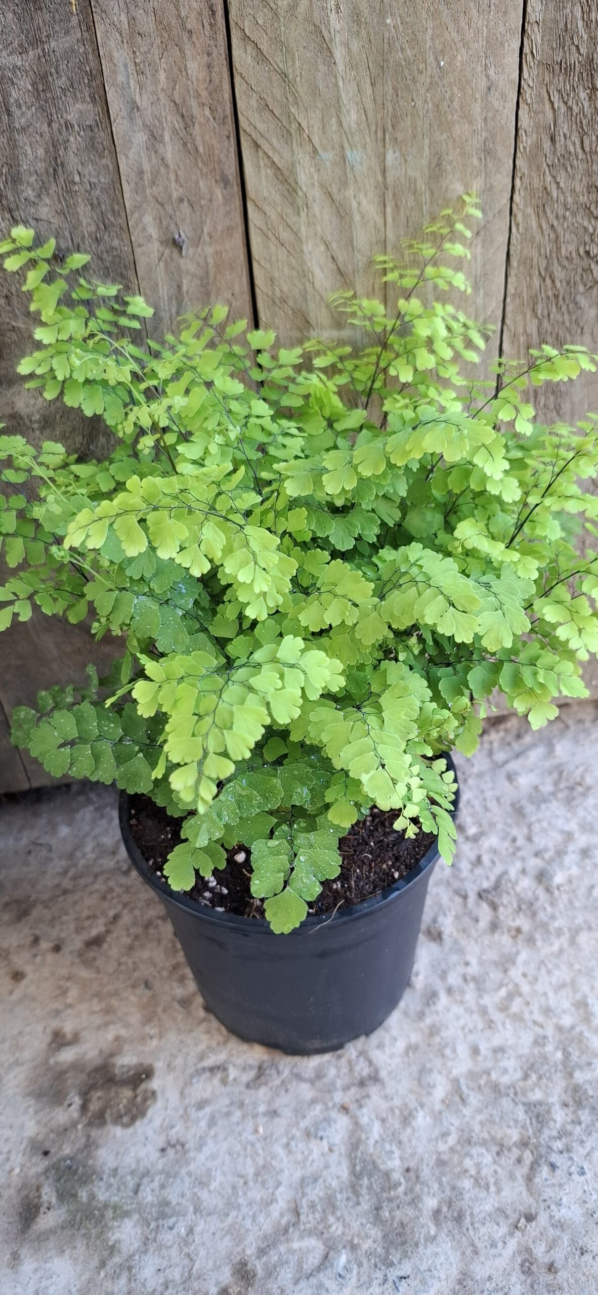 Fern fritz luthii maidenhair - 14cm