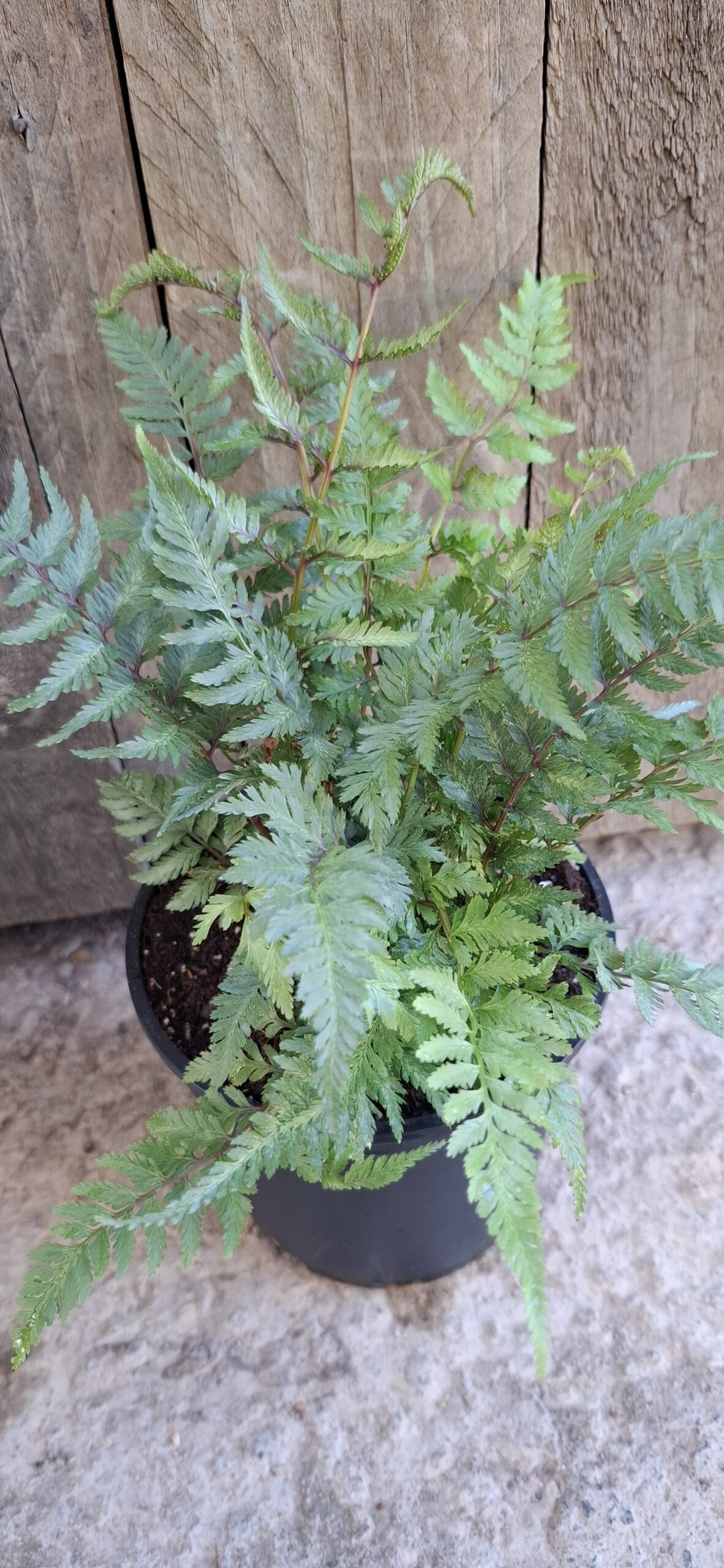 Fern crested japanese painted - 14cm