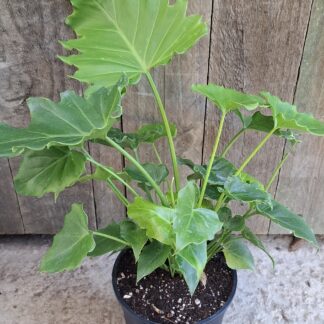 Philodendron shangri la - 14cm