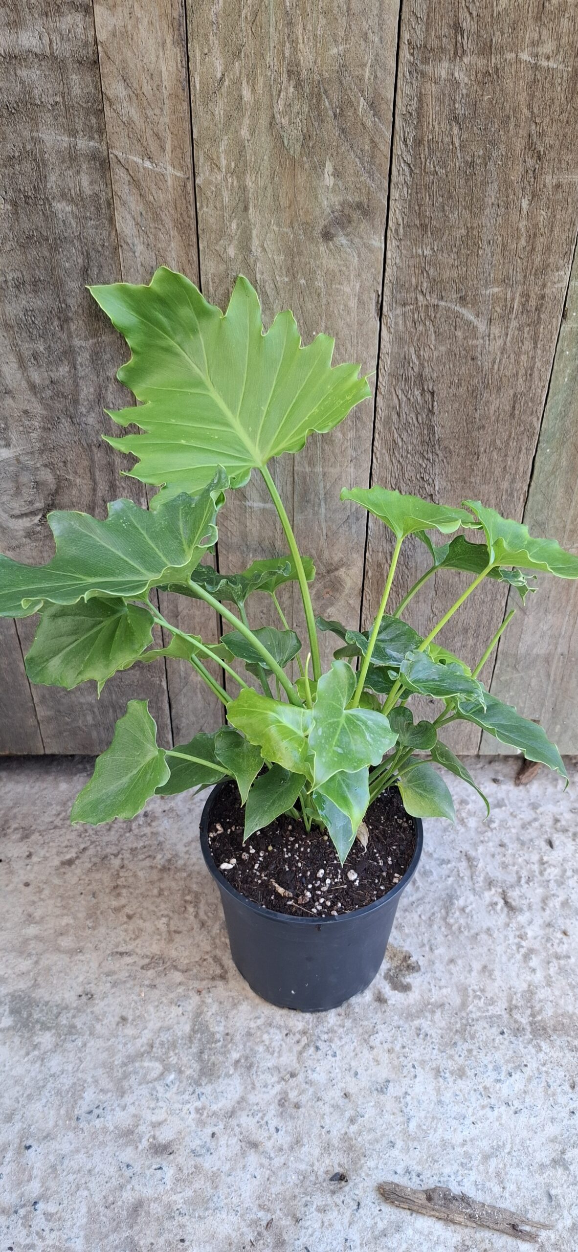Philodendron shangri la - 14cm