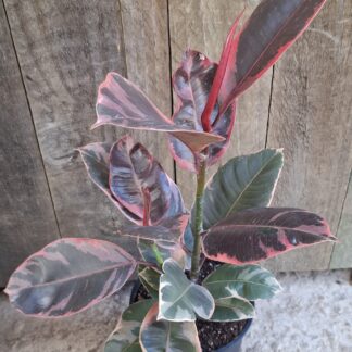 Ficus elastica ruby - 14cm