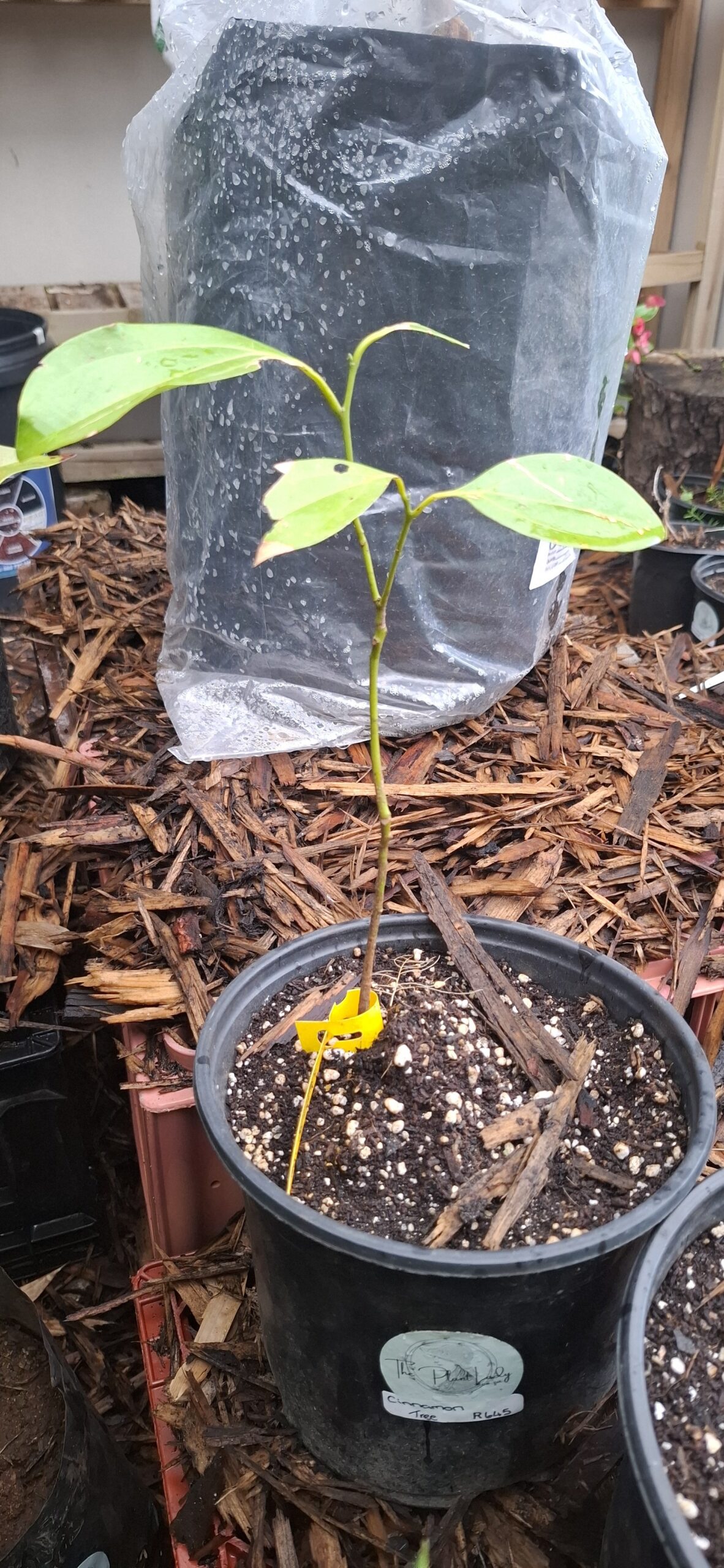 Cinnamon Tree 30-60cm