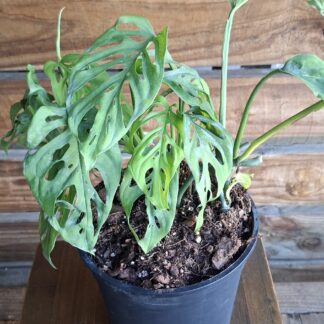 Monstera adansonii  - 14cm