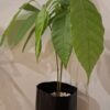 Cocoa saplings SPECIAL (2-in-1bag)