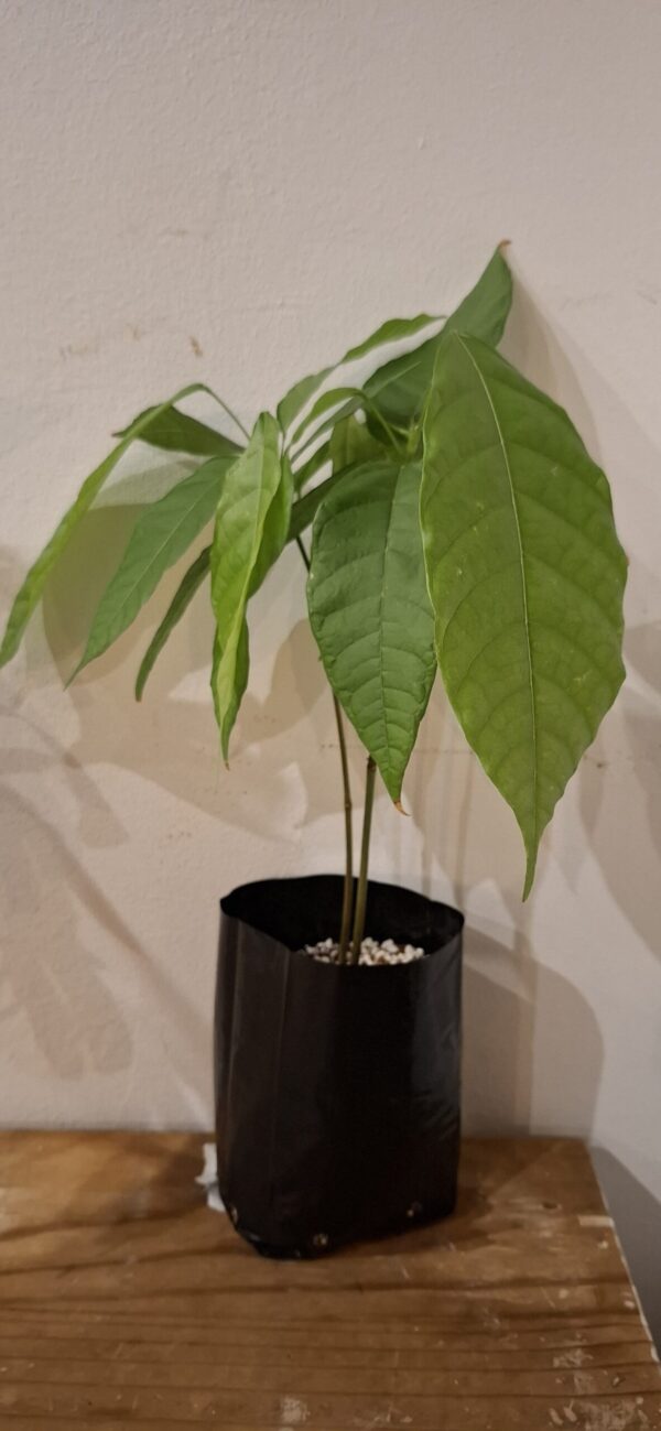 Cocoa saplings SPECIAL (2-in-1bag) – The Plant Lady
