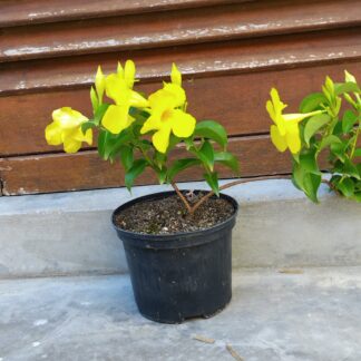 Dipladenia Citrine Yellow
