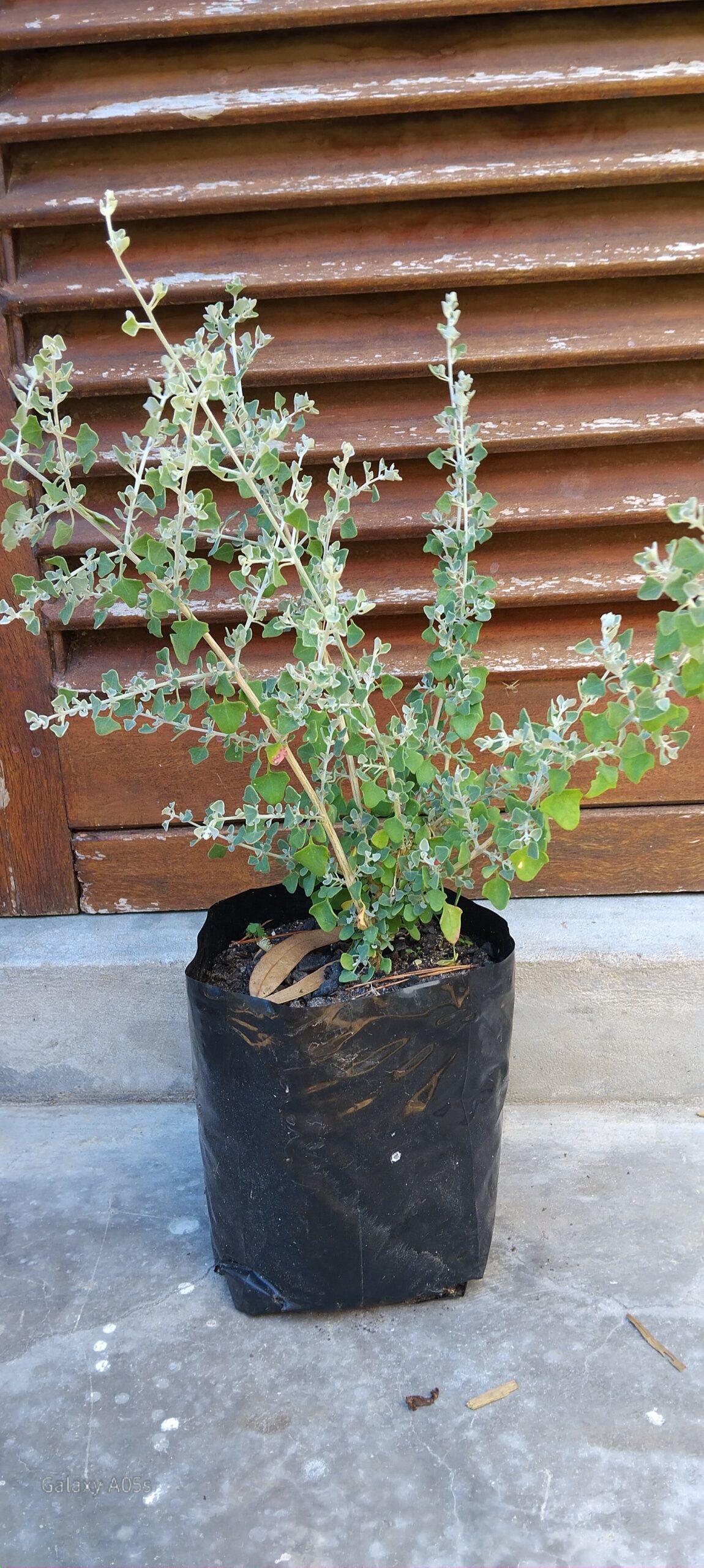 RHAGHODIA HASTATA Saltbush 3L