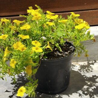 CALIBRACHOA PARVIFLORA Million Bells - Cabaret Yellow 15cm