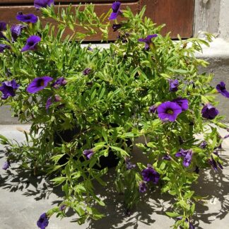 CALIBRACHOA PARVIFLORA Million Bells - Conga Dark Blue 15cm