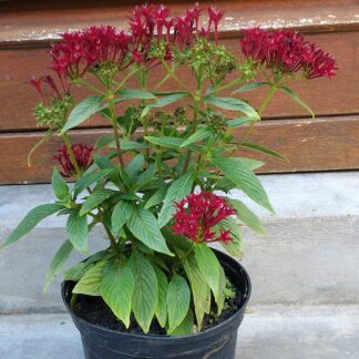 PENTAS LANCEOLATA Pentas - Lucky Star Dark Red 15cm