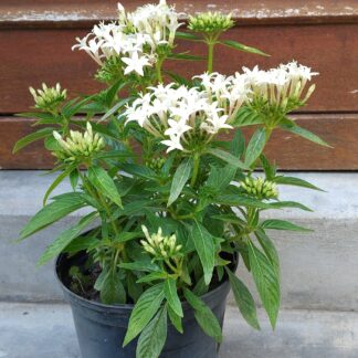 PENTAS LANCEOLATA Pentas - Lucky Star White 15cm