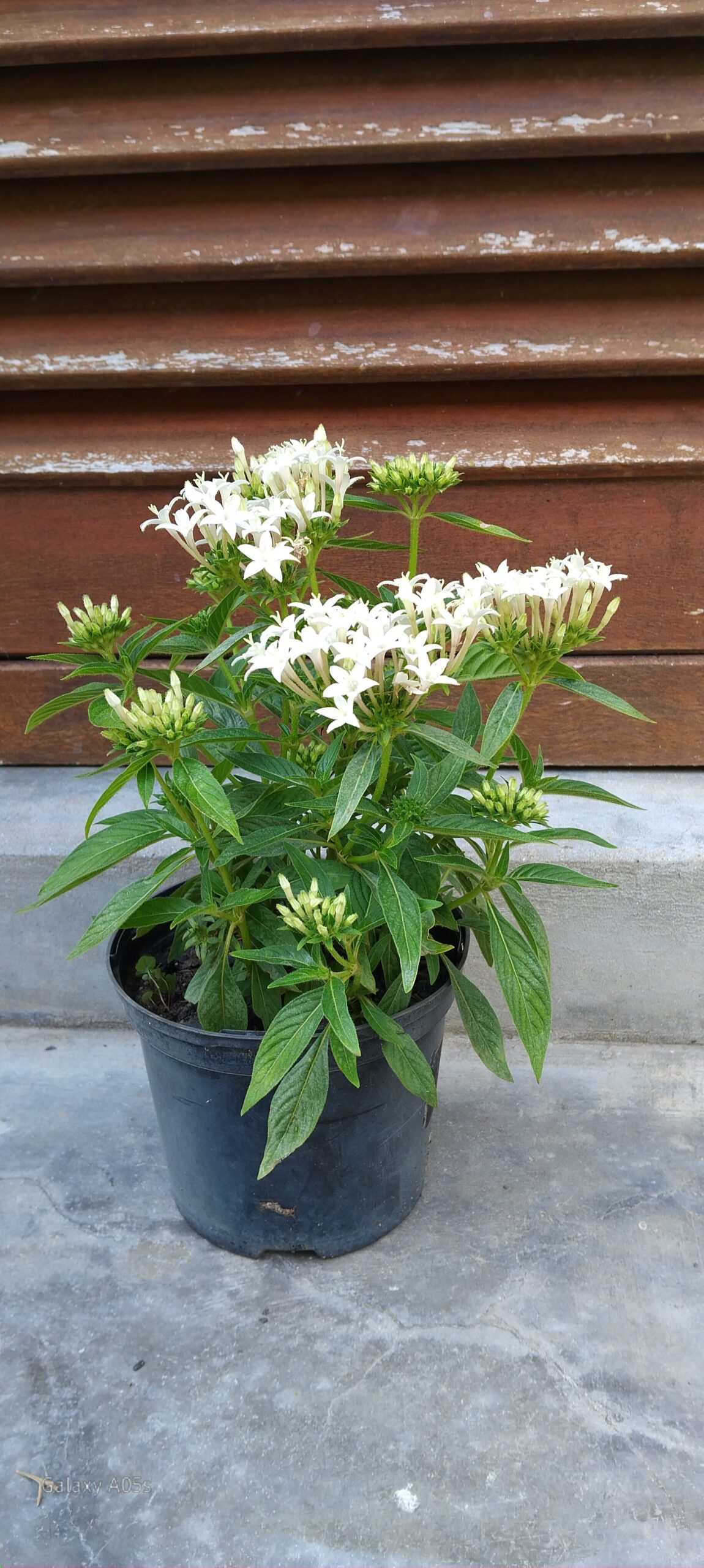 PENTAS LANCEOLATA Pentas - Lucky Star White 15cm