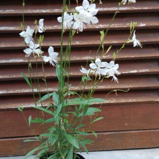 GAURA LINDHEIMERI Gaura / Butterfly Bush - Belezza Early White 2,5L