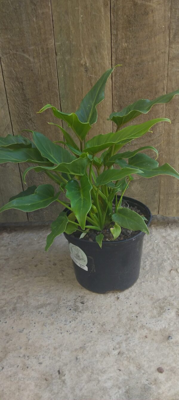PHILODENDRON XANADU Winterbourn 17cm