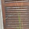 CALAMAGROSTIS EPIGEJOS Bushgrass 3L