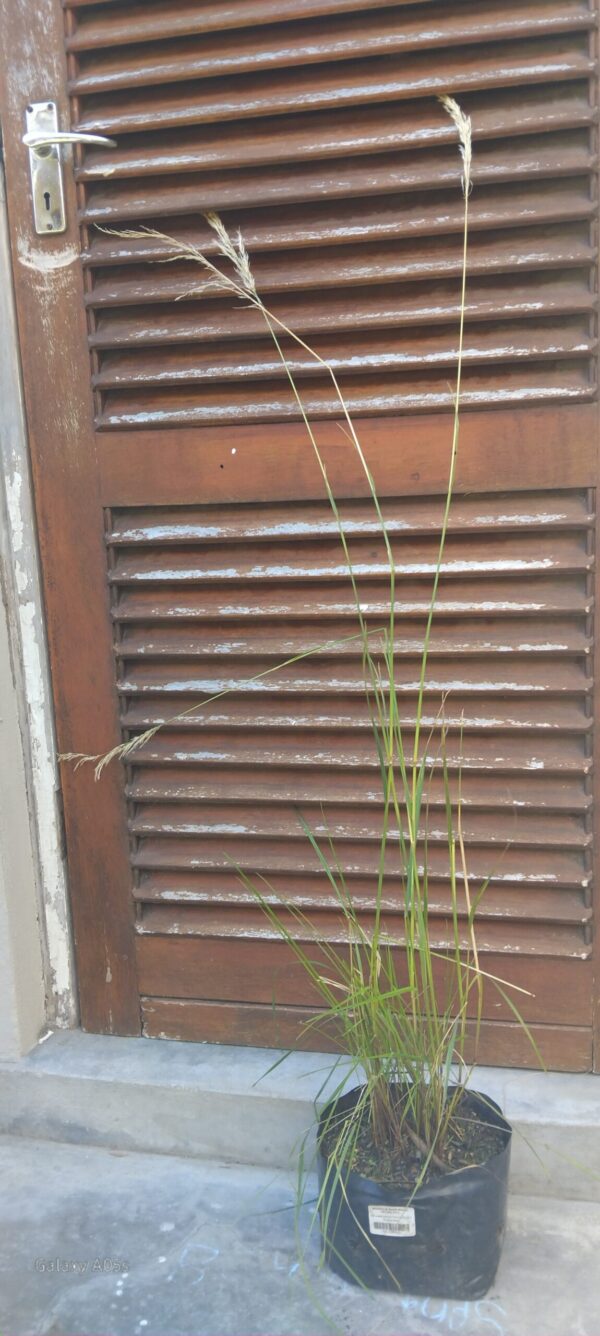 CALAMAGROSTIS EPIGEJOS Bushgrass 3L