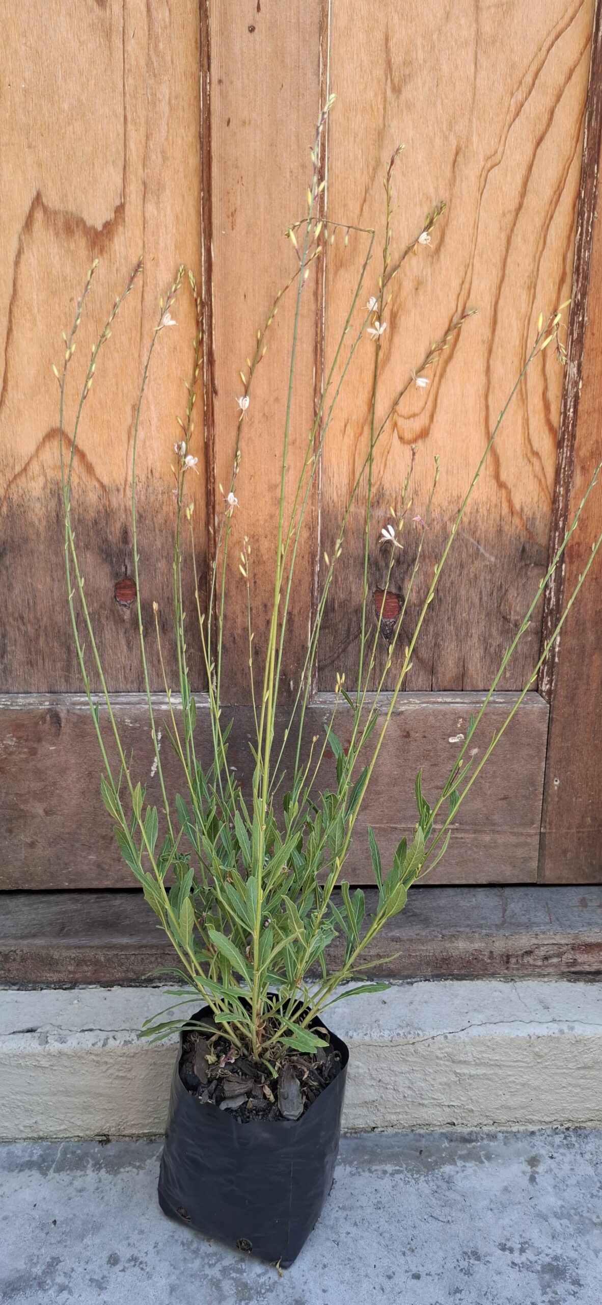 GAURA LINDHEIMERI Gaura / Butterfly Bush - Sparkling White 2,5L