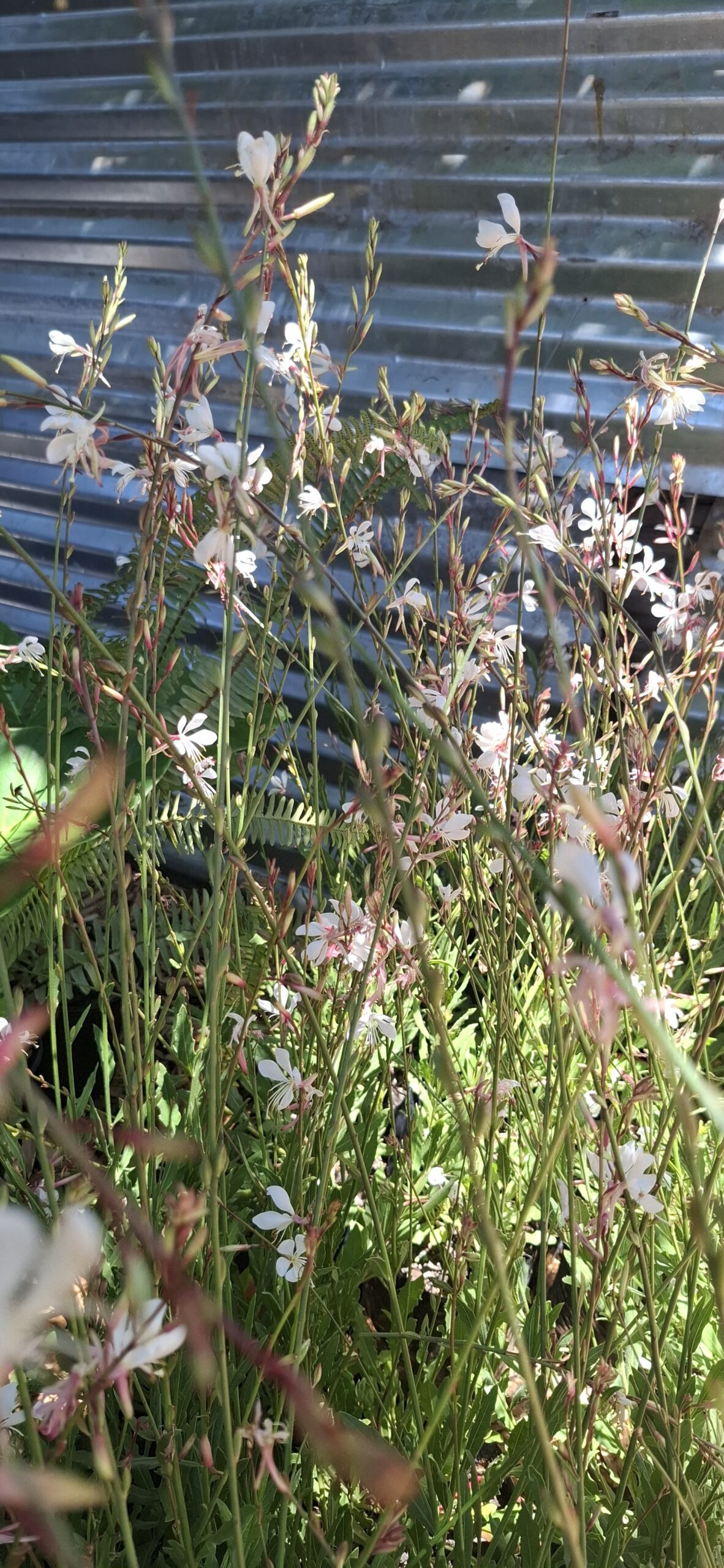 GAURA LINDHEIMERI Gaura / Butterfly Bush - Sparkling White 2,5L - Image 2