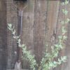JPEG_20260122_101243_7756949132512314087-scaled.jpg SALVIA LANCEOLATA Rusty Sage - Rusty Red 3L