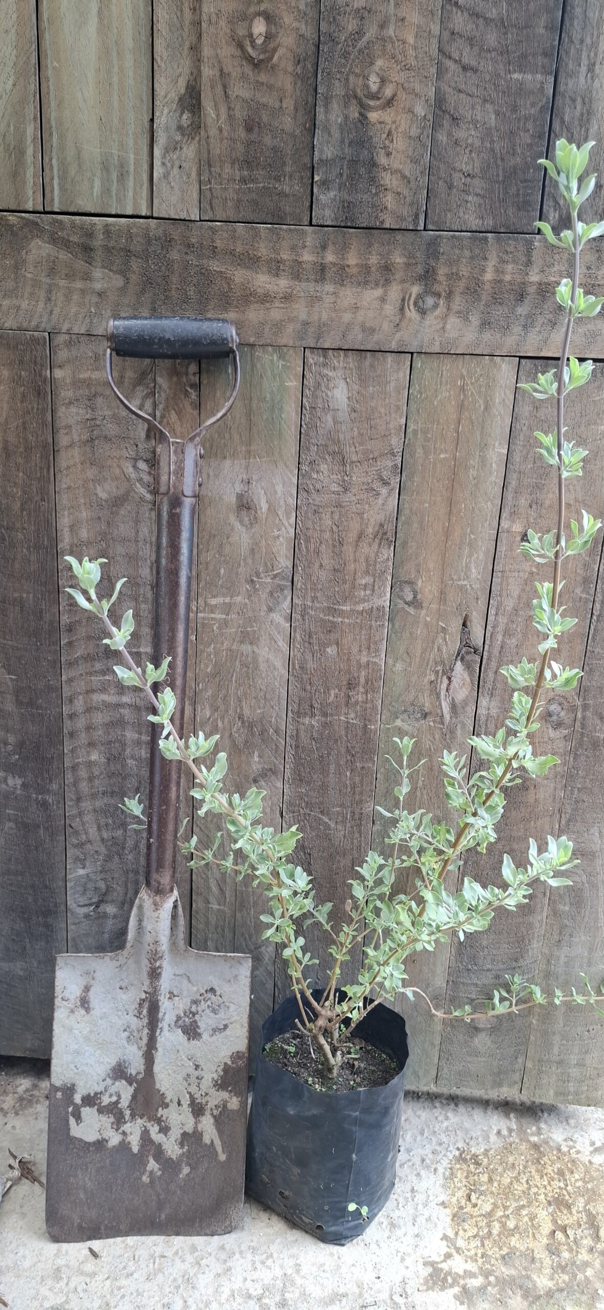 SALVIA LANCEOLATA Rusty Sage - Rusty Red 3L - Image 3